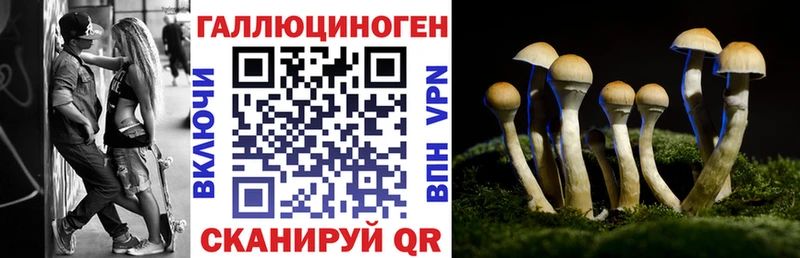 Купить где  Аргун  Псилоцибиновые грибы Cubensis 